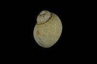 藏品(鍾柏生玉螺)的圖片